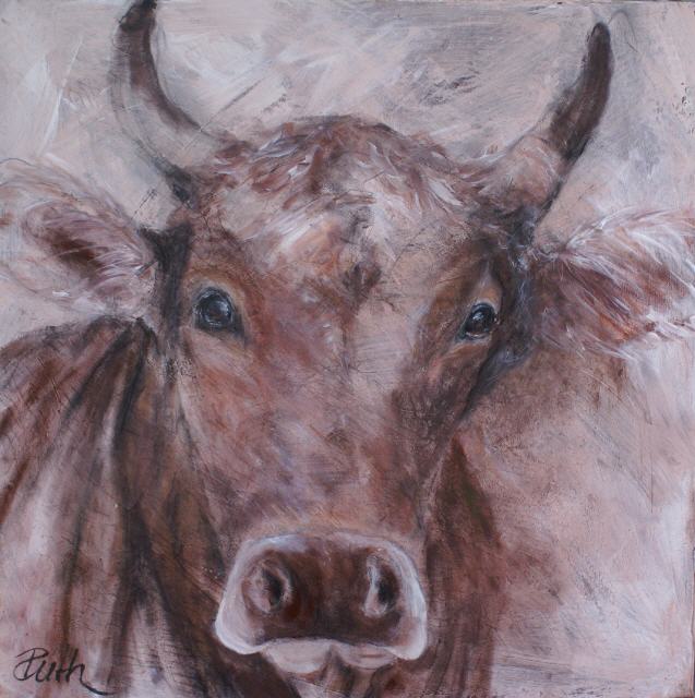 Stier Timor 60x60