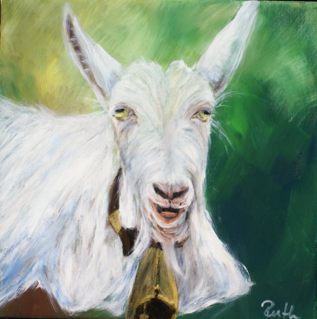 Meckeri-Geiss 40x40